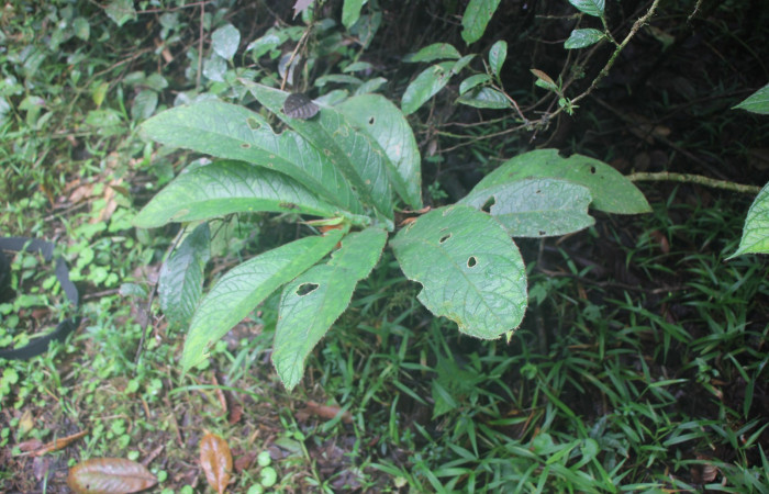 Figura. 2 Habitad, <i>Columnea purpurata</i>, (Gesneriaceae). Area de Conservación Guanacaste, Sector Rincón
Rain Forest, Estación Biológica Leiva. Sendero Cafecito, (elevación 461 metros), colectada el 6 de septiembre 
2025. Foto, Jorge Hernández.