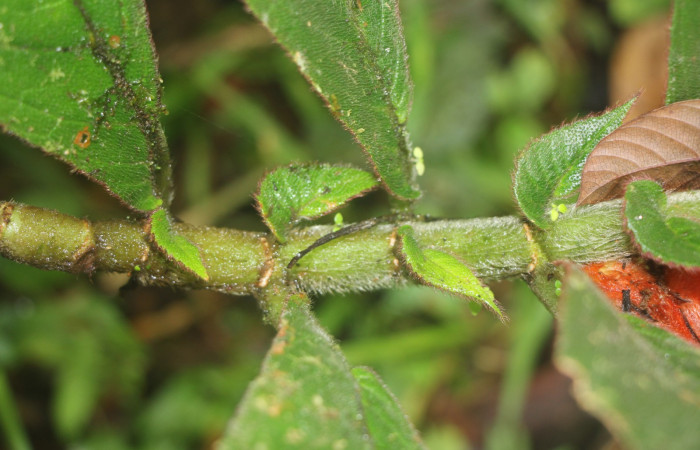 Figura. 3 Posición de hojas , <i>Columnea purpurata</i>, (Gesneriaceae). Area de Conservación Guanacaste, Sector Rincón
Rain Forest, Estación Biológica Leiva. Sendero Cafecito, (elevación 461 metros), colectada el 6 de septiembre 
2025. Foto, Jorge Hernández.