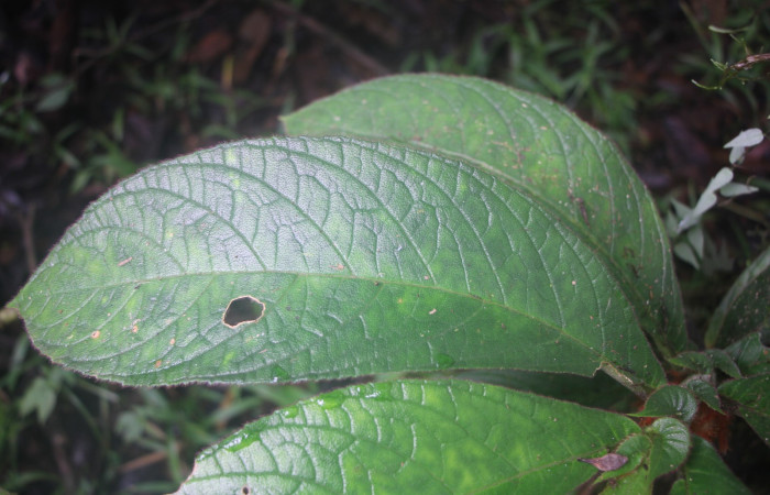 Figura. 4 Hojas has, <i>Columnea purpurata</i>, (Gesneriaceae). Area de Conservación Guanacaste, Sector Rincón
Rain Forest, Estación Biológica. Sendero Cafecito, (elevación 461 metros), colectada el 6 de septiembre 2025. Foto, Jorge Hernández.