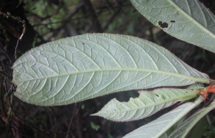 Figura. 5 Hojas envés, <i>Columnea purpurata</i>, (Gesneriaceae). Area de Conservación Guanacaste, Sector Rincón
Rain Forest, Estación Biológica Leiva selva. Sendero Cafecito  (elevación 461 metros), colectada el 6 de septiembre 2025. Foto, Jorge Hernández.