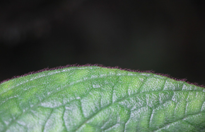 Figura. 6 Hojas margen, <i>Columnea purpurata</i>, (Gesneriaceae). Area de Conservación Guanacaste, Sector Rincón
Rain Forest, Estación Biológica Leiva. Sendero Cafecito  (elevación 461 metros), colectada el 6 de septiembre 2025. Foto, Jorge Hernández.
