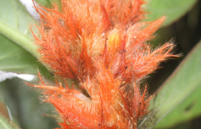 Figura. 7 Flor lateral, <i>Columnea purpurata</i>, (Gesneriaceae). Area de Conservación Guanacaste, Sector Rincón
Rain Forest, Estación Biológica Leiva. Sendero Cafecito  (elevación 461 metros), colectada el 6 de septiembre 
2025. Foto, Jorge Hernández.