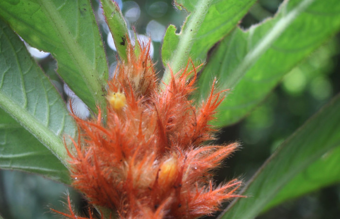 Figura. 8 Flor lateral, <i>Columnea purpurata</i>, (Gesneriaceae). Area de Conservación Guanacaste, Sector Rincón
Rain Forest, Estación Biológica Leiva. Sendero Cafecito  (elevación 461 metros), colectada el 6 de septiembre 
2025. Foto, Jorge Hernández.