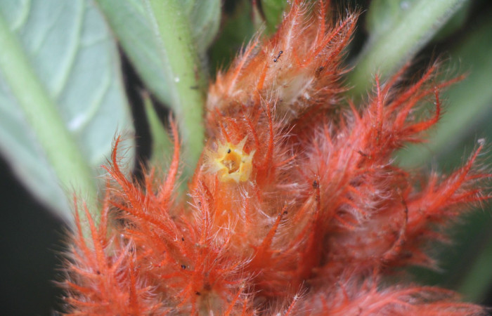 Figura. 9 Flor lateral, <i>Columnea purpurata</i>, (Gesneriaceae). Area de Conservación Guanacaste, Sector Rincón
Rain Forest, Estación Biológica Leiva. Sendero Cafecito  (elevación 461 metros), colectada el 6 de septiembre 2025. Foto, Jorge Hernández.