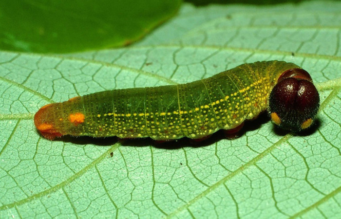 Figura 1. <i>Telegonus creteus</i> (Hesperiidae). Penúltimo estadio, parte lateral. Voucher: 01-SRNP-6805-DHJ63652.jpg.
