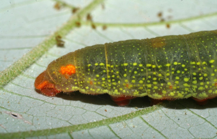 Figura 7. Parte lateral trasero de  <i>Telegonus creteus</i> (Hesperiidae). Voucher: 08-SRNP-35767-DHJ441310.jpg.