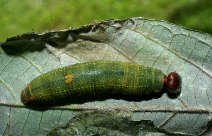 Figura 12. Parte trasera mostrando la parte masculina de <i>Telegonus creteus crana</i> (Hesperiidae). Voucher: 09-SRNP-56365-DHJ456942.jpg