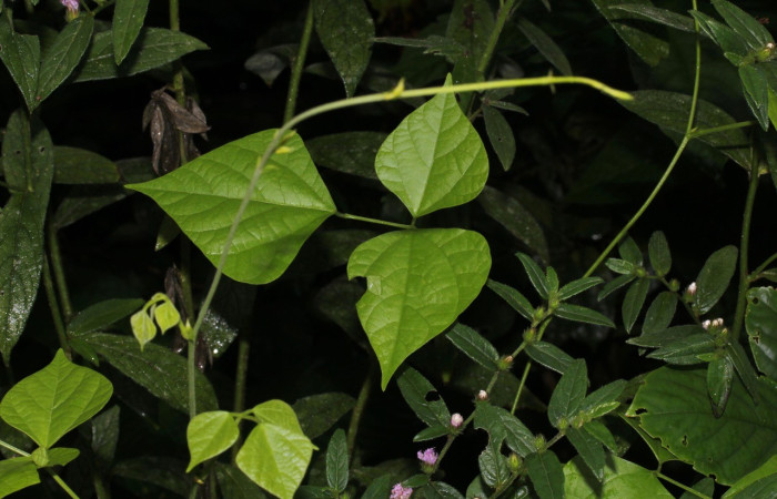 Figura 15. Planta hospedera <i>Rhynchosia erythrinoides</i> (Fabaceae) de <i>Telegonus creteus crana</i> (Hesperiidae). Voucher: 17-SRNP-30266-DHJ735929.jpg .