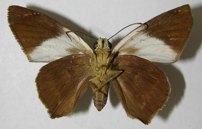 Figura 14. Adulto parte ventral <i>Telegonus creteus crana</i> (Hesperiidae). Voucher: 95-SRNP-537-DHJ356037.