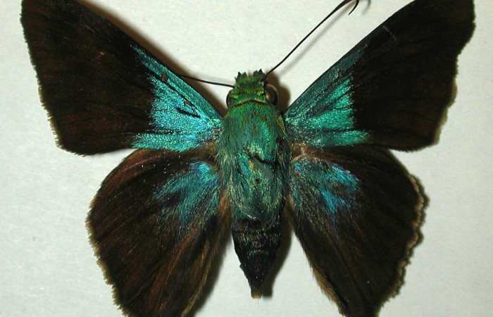 Figura 9. Adulto parte dorsal <i>Telegonus creteus</i> (Hesperiidae). Voucher: 98-SRNP-11988-DHJ31460.