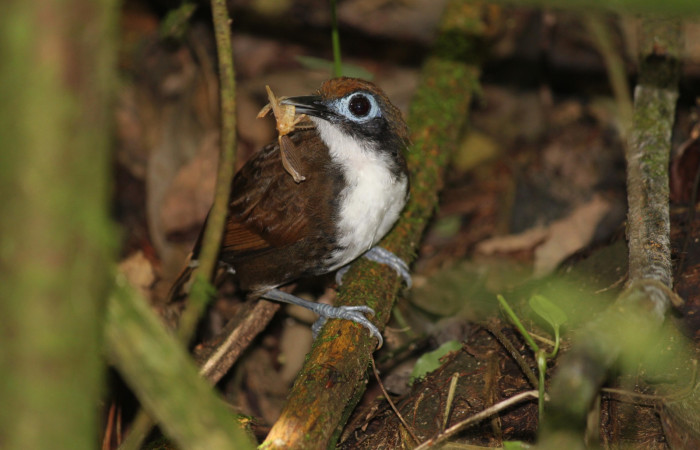 Fig. 1 Bicolored Antbird <i>Gymnopithys bicolor</i> (Thamnophilidae). Tangelo Sector Del Oro  ACG; 410 m. 17 de Febrero 2022. Fotografía. Roster Moraga