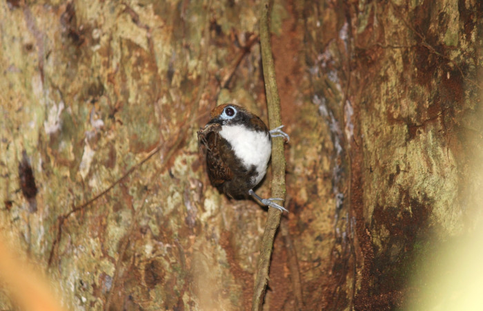 Fig. 3 Bicolored Antbird <i>Gymnopithys bicolor</i> (Thamnophilidae). Alimentándoselas de una araña; Tangelo Sector Del Oro ACG; 410 m. 16 de Diciembre 2020. Fotografía. Roster Moraga