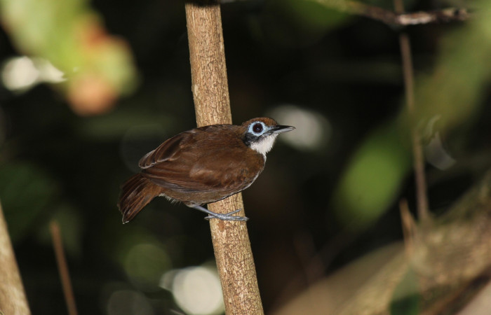 Fig. 2 Bicolored Antbird <i>Gymnopithys bicolor</i> (Thamnophilidae). Maderos Sector Del Oro ACG; 510 m. 21 de Octubre 2020. Fotografía. Roster Moraga