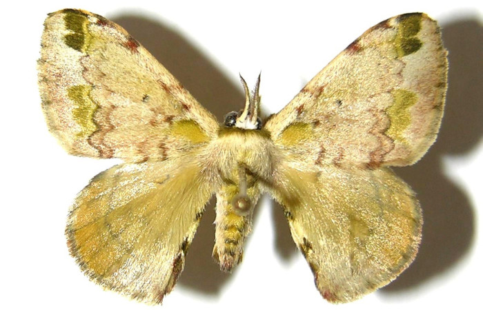 Fig. 14. Vista dorsal de <i>Anticla</i> anticaDHJ03, (Bombycidae). Voucher: 04-SRNP-34266-DHJ330318    