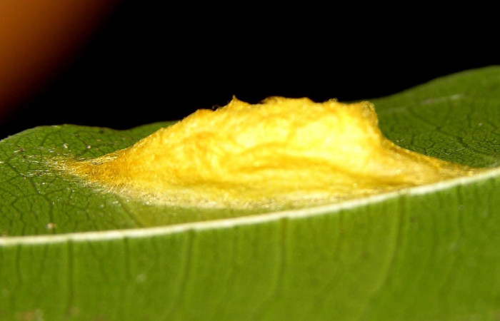 Fig. 10. Capullo de <i>Anticla</i> anticaDHJ03, en la que fue su planta hospedera <i>Maquira guianensis</i> (Moraceae). La pupa es de forma alargada, con un capullo ovalado y compacto. Voucher: 04-SRNP-34266-DHJ401526.jpg       