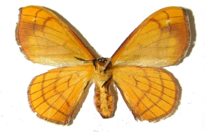 Fig. 16. Vista ventral de adulto hembra <i>Anticla</i> anticaDHJ03 (Bombycidae). Voucher: 04-SRNP-4308.1-DHJ330323    