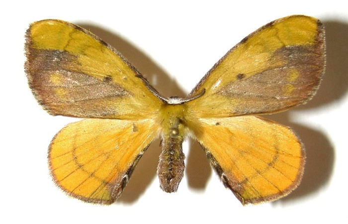 Fig. 15. Vista dorsal de adulto hembra <i>Anticla</i> anticaDHJ03 (Bombycidae).Voucher: 04-SRNP-4446-DHJ330324       