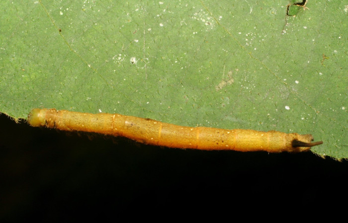 Fig. 1. Larva de <i>Anticla</i> Janzen01 (Bombycidae), vista dorsal, en último estadío alimentándose de <i>Castilla elastica</i>, (Moraceae). Voucher: 06-SRNP-33762-DHJ416342.jpg       