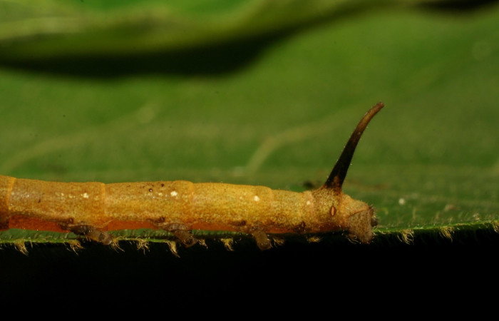 Fig. 4 Vista lateral del cuerno caudal de la larva de <i>Anticla</i> Janzen01 (Bombycidae). Esta larva se ha registrado en ACG alimentándose de una única planta <i>Castilla elastica</i> de la familia (Moraceae). Voucher: 06-SRNP-33762-DHJ416343.jpg       