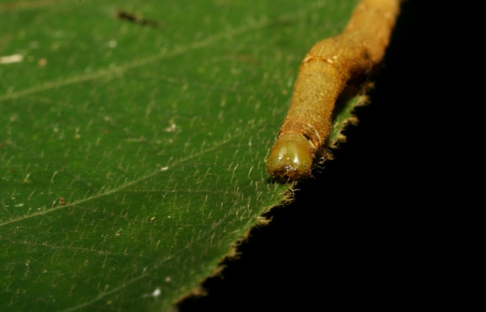 Fig. 2. Larva de <i>Anticla</i> Janzen01 (Bombycidae), vista de torso y cabeza en la planta hospedera, <i>Castilla elastica</i> (Moraceae).Voucher: 06-SRNP-33762-DHJ416349.jpg       