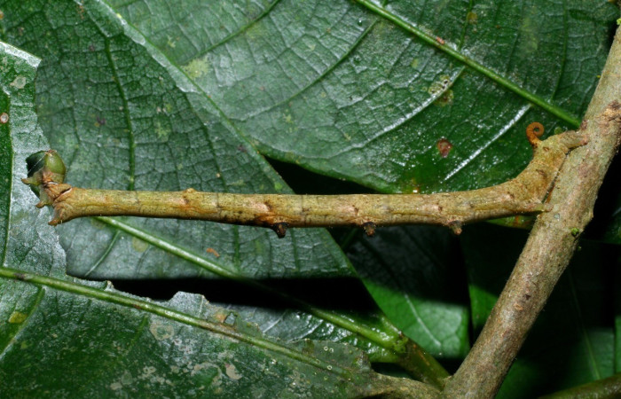 Fig. 7. Vista lateral de la larva de <i>Anticla</i> anticaDHJ02, en planta hospedera <i>Naucleopsis capirensis</i>, (Moraceae). Esta larva la colectó la parataxonoma Dunia Garcia, el 07/16/2008. Voucher: 08-SRNP-36066-DHJ441462.jpg       