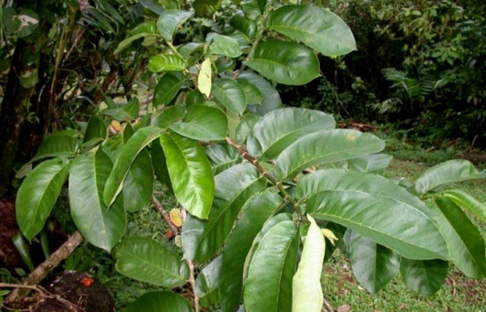 Fig. 16. Planta hospedera de <i>Anticla</i> Janzen01 (Bombycidae), <i>Castilla elastica</i> (Moraceae).Foto toma de Plant Net.    