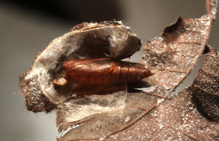 Fig. 10 Observamos los resto de una pupa <i>Phaedropsis</i> Solis348 (Crambidae)(10-SRNP-57323-DHJ800287.jpg).