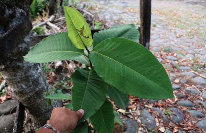 Fig.11 Planta <i>Triplaris melaenodendron</i> (Polygonaceae) hospedera de <i>Phaedropsis</i> Solis348, (crambidae).
Foto tomada por José Cortéz, 19 de marzo 2019, sector Mundo nuevo, 665mts.