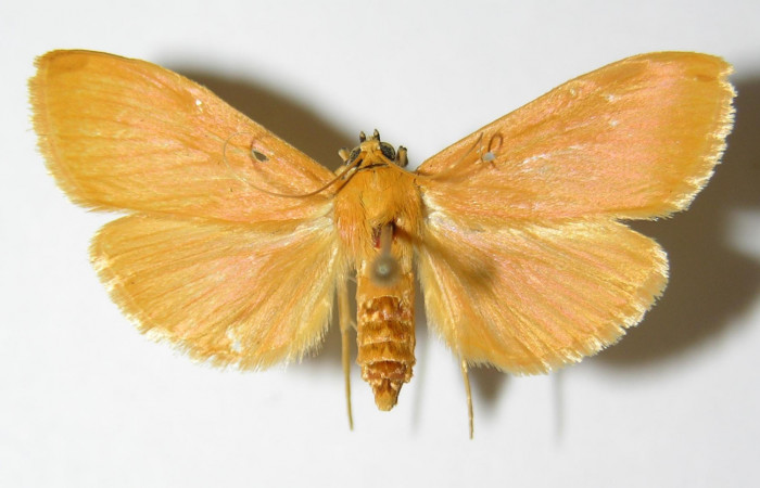 Fig.1 Vista dorsal de hembra <i>Phaedropsis</i> Solis348 (Crambidae) eclosionó 11 septiembre 2000, Sector Horizontes, Vado Esperanza, 85mts. (00-SRNP-17698-DHJ333454.jpg.).