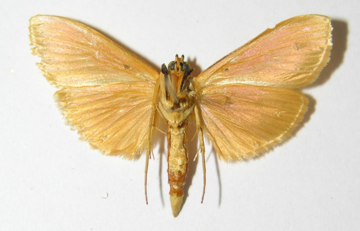 Fig.4 Vista ventral de macho <i>Phaedropsis</i> Solis348 (Crambidae), eclosionó 11 septiembre 2000, Sector Horizontes, Vado Esperanza, 85mts (00-SRNP-17705-DHJ333457.jpg.).