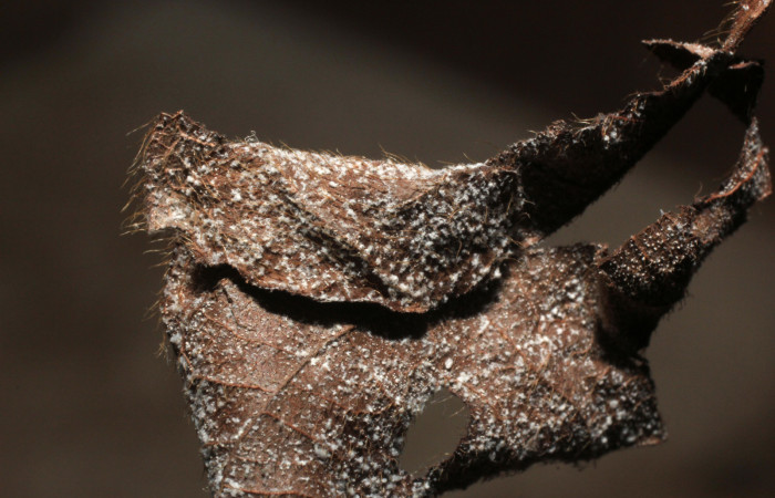 Fig.9 observamos la casita de pupa <i>Phaedropsis</i> Solis348 (Crambidae) (10-SRNP-57323-DHJ800286.jpg).