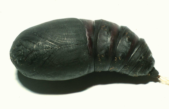 Fig. 17. Vista de pupa de <i>Automeris banus</i> (Saturniidae), pupa oscura, brillante, lisa; se forma dentro de un capullo café-dorado resistente, hecho con seda y hojas secas, su longitud aproximada de 42mm.Voucher: 01-SRNP-6563-DHJ58399.jpg.