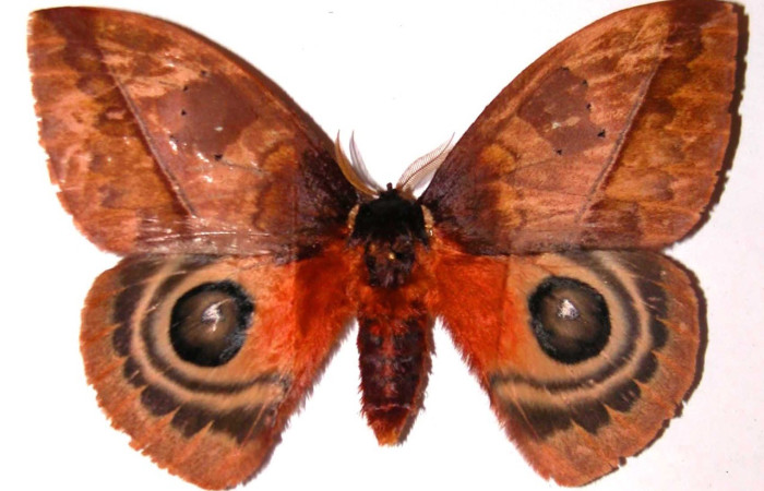 Fig. 20. Vista dorsal de adulto de macho <i>Automeris chrisbrechlinae</i>. Ocelos medianos, anillo amarillo-naranja. Voucher: 02-SRNP-6894-DHJ36094.