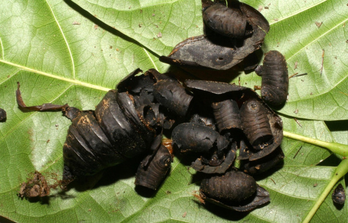 Fig. 15. Puparios eclosionados de Tachinidae <i>Belvosia</i> Woodley08 en un pupa de <i>Automeris</i> anikmeisteraeDHJ01 (Saturniidae).Voucher: 04-SRNP-1606-DHJ401409.jpg