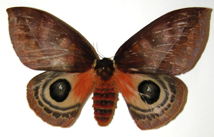 Fig. 22. Vista dorsal de adulto de hembra de <i>Automeris chrisbrechlinae</i>. Ocelos medianos, anillo amarillo-naranja Voucher: 04-SRNP-40806-DHJ303780.