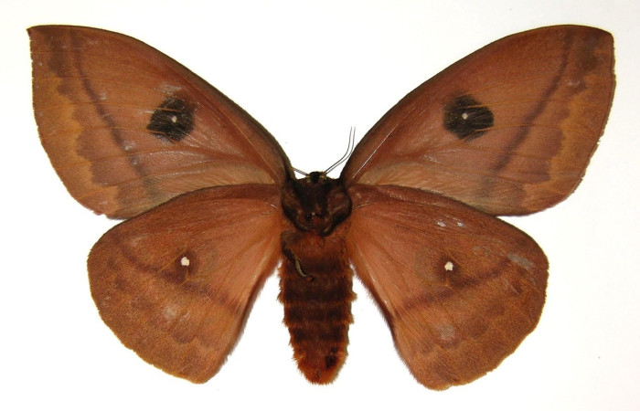 Fig. 23. Vista dorsal de adulto de hembra de <i>Automeris chrisbrechlinae</i>. Voucher: 04-SRNP-40806-DHJ303781.