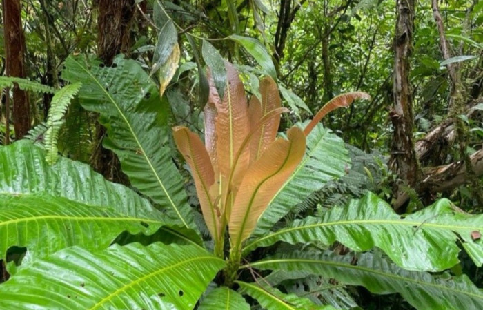 Fig. 32. Planta hospedera de <i>Automeris chrisbrechlinae</i> (Saturniidae), <i>Cespedesia spathulata</i> (Ochnaceae). Foto tomada de la app PlanNet