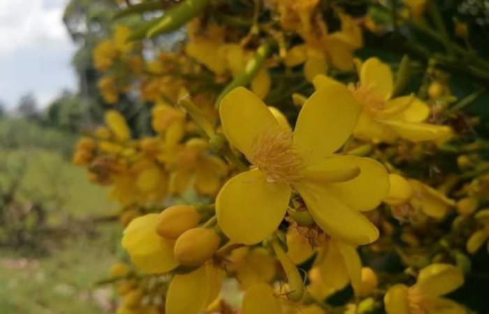 Fig. 33. Planta hospedera de <i>Automeris chrisbrechlinae</i> (Saturniidae) en floración, <i>Cespedesia spathulata</i> (Ochnaceae). Foto tomada de la app PlanNet.