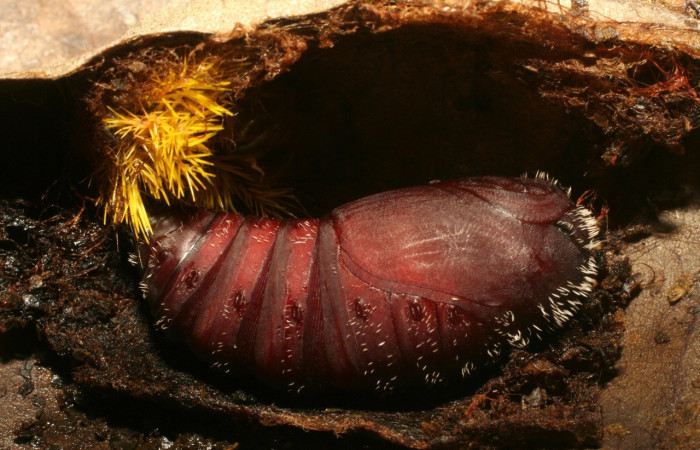 Fig. 18. Vista de pupa de <i>Automeris hamata</i> en su capullo, pupa robusta, de color café-bronce; capullo alargado con fibras entretejidas, oculto entre el follaje seco. Voucher: 12-SRNP-65577-DHJ487935.jpg.