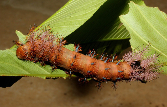 Fig. 4. Larva de <i>Automeris chrisbrechlinae</i> (Saturniidae) en su planta hospedera, las larvas de <i>Automeris</i> se alimentan de variadas familias de plantas, ejemplos de ello <i>Cespedesia spathulata</i> (Ochnaceae). Voucher: 15-SRNP-40773-DHJ803790.jpg.