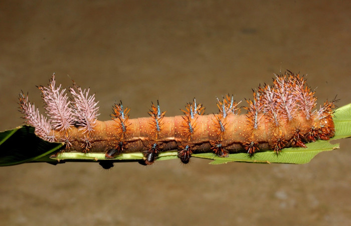 Fig. 5. Vista lateral de larva en último estadio de <i>Automeris chrisbrechlinae</i> (Saturniidae). Voucher: 15-SRNP-40773-DHJ803791.jpg.