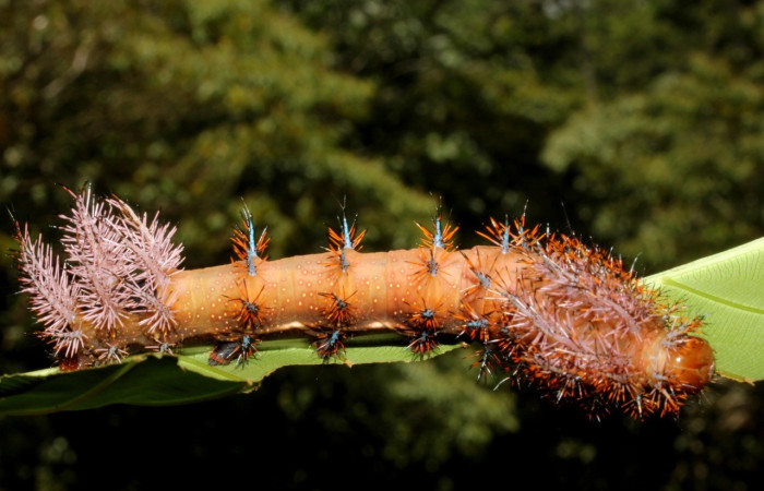 Fig. 6. Vista lateral de larva de <i>Automeris chrisbrechlinae</i> (Saturniidae). En la planta hospedera <i>Cespedesia spathulata</i> (Ochnaceae).Voucher: 15-SRNP-40773-DHJ803793.jpg.