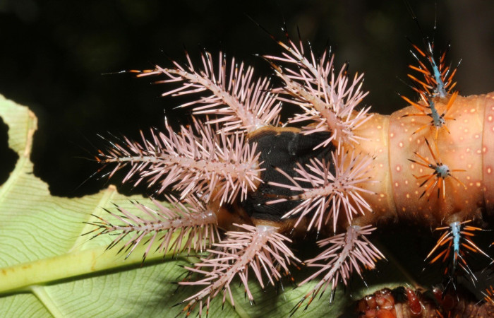 Fig. 7. Vista trasera de <i>Automeris chrisbrechlinae</i> (Saturniidae) en planta hospedera <i>Cespedesia spathulata</i> (Ochnaceae). Voucher: 15-SRNP-40773-DHJ803795.jpg
