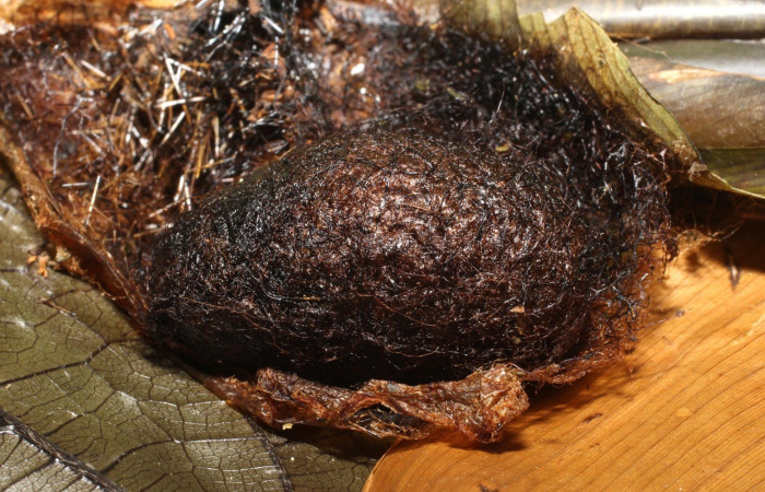 Fig. 19. Vista del capullo de una pupa de <i>Automeris anikmeisterae</i> (Saturniidae). El capullo de <i>Automeris</i> es más resistente que el de muchas otras género o especie de (Saturniidae). Esto protege frente a depredadores, microrganismos y parasitoides (avispas, moscas). Voucher: 20-SRNP-35446-DHJ770849.jpg.
