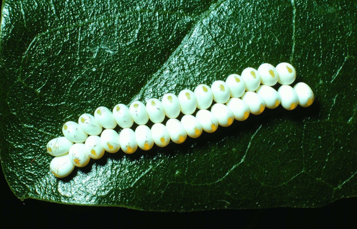 Fig. 1. Huevos ya eclosionados de <i>Automeris paulheberti</i> (Saturniidae). Voucher: 83-SRNP-734-DHJ5596.jpg.