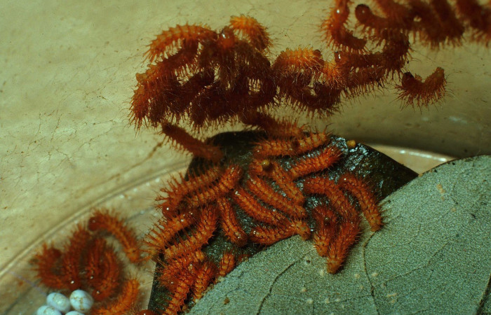Fig. 2. Larvas de <i>Automeris paulheberti</i> (Saturniidae), este grupo de larvas recién eclosionadas se encuentran en primer estadio. Voucher: 83-SRNP-734-DHJ5599.jpg