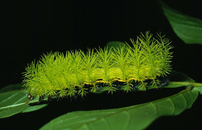 Fig. 9. Vista lateral de larva de <i>Automeris belti</i> (Saturniidae). Esta larva se alimenta de varias familias de plantas como Myrtaceae, Solanaceae, Fabaceae, Phyllanthaceae, Convolvulaceae y algunas otras. Voucher: 89-SRNP-111-DHJ11082.jpg