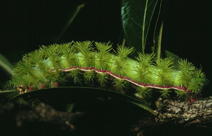 Fig. 10. Vista lateral de larva de <i>Automeris paulheberti</i> (Saturniidae) en planta hospedera <i>Crescentia alata</i> (Bignoniaceae). Voucher: 90-SRNP-1-DHJ11981.jpg.