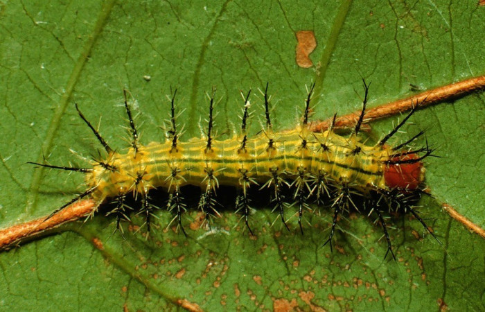 Fig. 3. Vista dorsal de <i>Automeris hamata</i> (Saturniidae), larva en tercer estadio, su color cambia conforme crece. Voucher: 93-SRNP-2477-DHJ27035.jpg.