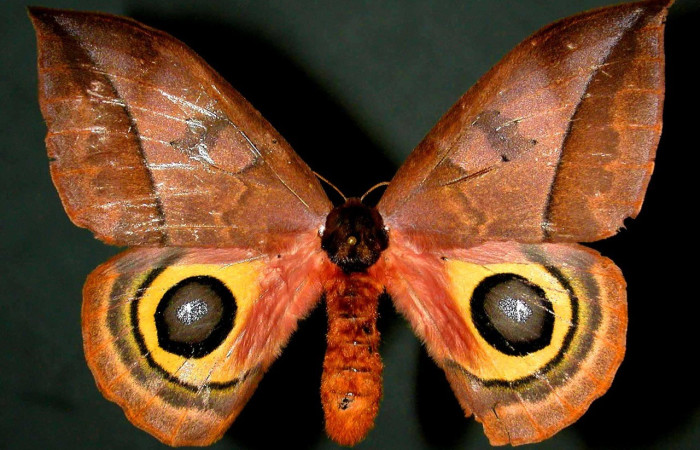 Fig. 25. Vista dorsal de la coloración marrón-cobrizo, <i>Automeris belti</i>. Ocelos anaranjados a negros con una envergadura de 75 mm aproximadamente. Voucher: 97-SRNP-6123-DHJ31050.